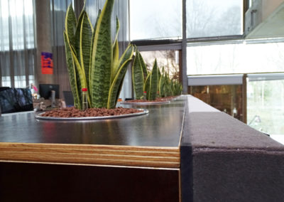 Sanseveria VPRO akoestiek